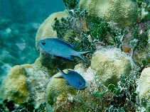 Image of Azurina cyanea (Blue chromis)