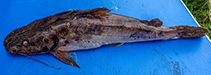 Image of Chrysichthys depressus 