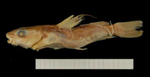 Image of Chrysichthys duttoni 