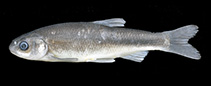 Image of Chondrostoma fahirae (Tefenni minnow)