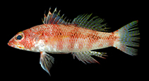 Image of Chelidoperca formosa (Taiwanese perchlet)