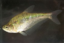 Image of Charax gibbosus (Glass headstander)