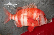 Image of Chrysoblephus gibbiceps (Red stumpnose seabream)