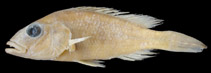 Image of Chetia gracilis (Slender happy)