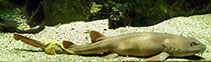 Image of Chiloscyllium griseum (Grey bambooshark)