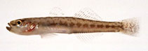 Image of Gymnogobius heptacanthus 