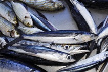 Image of Cheilopogon heterurus (Mediterranean flyingfish)