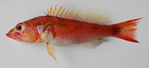 Image of Chelidoperca investigatoris (Investigator perchlet)