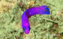 Image of Chlidichthys johnvoelckeri (Cerise dottyback)