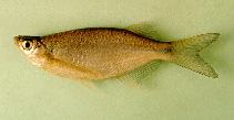 Image of Laubuka laubuca (Indian glass barb)