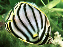 Image of Chaetodon meyeri (Scrawled butterflyfish)