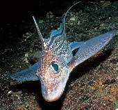 Image of Chimaera monstrosa (Rabbit fish)