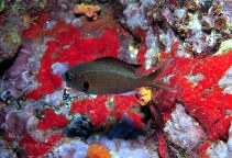 Image of Azurina multilineata (Brown chromis)