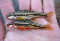 Image of Chrosomus oreas (Mountain redbelly dace)