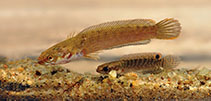 Image of Channa orientalis (Walking snakehead)