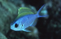 Image of Chromis ovalis (Hawaiian chromis)