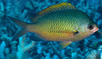 Image of Chromis ovalis (Hawaiian chromis)