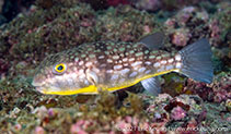 Image of Chelonodontops patoca (Milkspotted puffer)