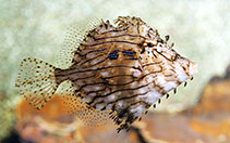 Image of Chaetodermis penicilligerus (Prickly leatherjacket)