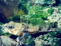 Image of Chitonotus pugetensis (Roughback sculpin)