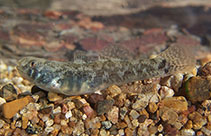 Image of Chlamydogobius ranunculus (Tadpole goby)