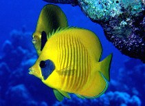 Image of Chaetodon semilarvatus (Bluecheek butterflyfish)