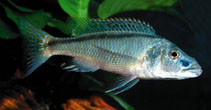 Image of Champsochromis spilorhynchus 