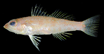 Image of Chelidoperca stella (Star-spotted perchlet)