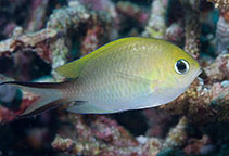 Image of Chromis ternatensis (Ternate chromis)