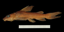 Image of Chrysichthys thysi 