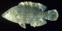 Image of Cheilinus trilobatus (Tripletail wrasse)