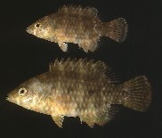 Image of Cheilinus trilobatus (Tripletail wrasse)