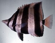 Image of Chelmonops truncatus (Eastern talma)