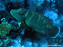 Image of Cheilinus undulatus (Humphead wrasse)