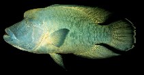 Image of Cheilinus undulatus (Humphead wrasse)