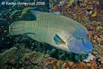 Image of Cheilinus undulatus (Humphead wrasse)