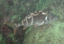 Image of Chirodactylus variegatus (Peruvian morwong)