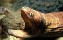 Image of Channomuraena vittata (Broadbanded moray)