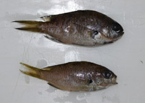 Image of Chromis westaustralis (West Australian chromis)