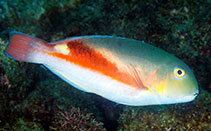 Image of Choerodon zamboangae (Purple eyebrowed tuskfish)