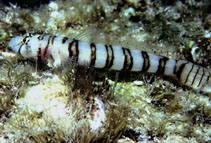 Image of Chriolepis zebra (Gecko goby)