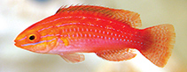 Image of Cirrhilabrus africanus (African longfin fairy wrasse)