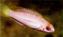 Image of Cirrhilabrus blatteus (Purple-boned wrasse)