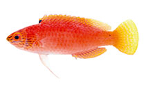 Image of Cirrhilabrus briangreenei (Latigo fairy wrasse)