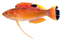 Image of Cirrhilabrus briangreenei (Latigo fairy wrasse)