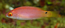 Image of Cirrhilabrus cenderawasih (Cenderawasih wrasse)