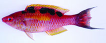 Image of Cirrhilabrus cenderawasih (Cenderawasih wrasse)