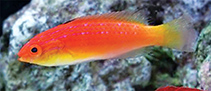 Image of Cirrhilabrus efatensis (Hooded fairy wrasse)