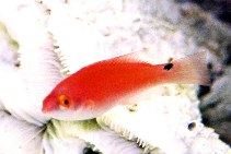 Image of Cirrhilabrus flavidorsalis (Yellowfin fairy wrasse)