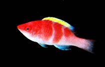 Image of Cirrhilabrus flavidorsalis (Yellowfin fairy wrasse)